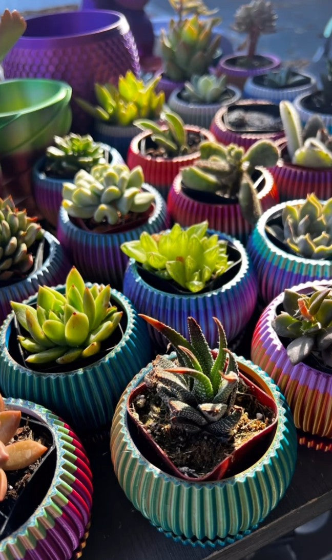 Colorful 3D Printed Pot with Succulent (Local Pickup Only - La Mesa)